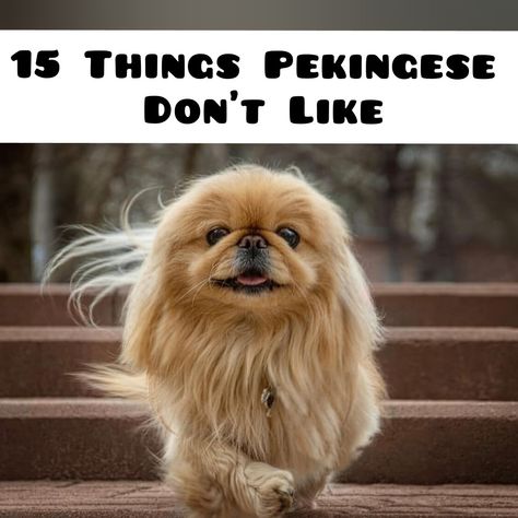 Pekenese Dogs Pekingese Puppies, Pekingese Grooming, Pekingese Haircut, Pekingese Puppies For Sale, Pekingese Puppy, Demand Respect, Pekingese Puppies, Long Haired Dogs, Dog Haircuts