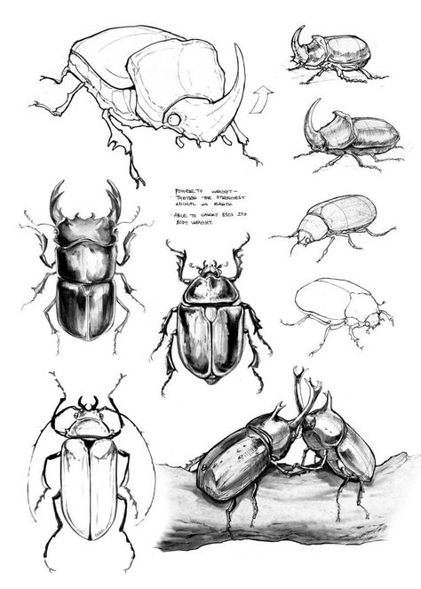 Sorie Kim, Bugs Drawing, Animal Drawings Sketches, Bug Art, Animal Study, Insect Art, Scientific Illustration, Arte Sketchbook, Animal Sketches