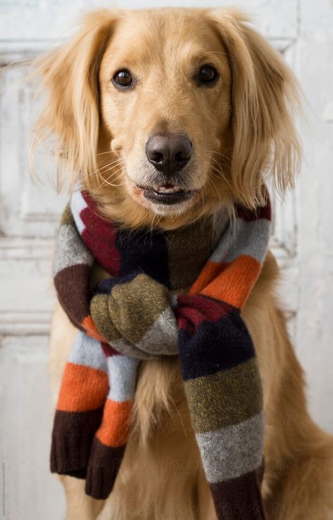 Dog Smiling, Dog Cold, A Golden Retriever, Smiling Dogs, Golden Retrievers, Beautiful Dogs, Mans Best Friend, Knit Scarf, Dog Life