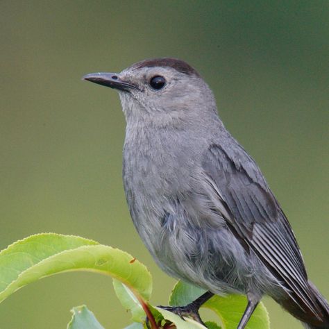 Catbird Aesthetic, Non Traditional Engagement Rings Catbird, Grey Catbird, Phoebe Bridgers Catbird, Calico Cat Grey, Gray Catbird, Spice Combinations, Forest Sounds, Eastern Woodlands