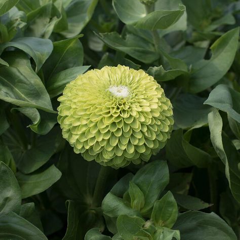 Zinnia Seeds - Unique Varieties | Johnny's Selected Seeds Zinnia Benary's Giant, Lime Zinnia, Zinnia Seeds, Zinnia Elegans, Cut Flower Garden, Plant Spacing, Flower Names, Rare Flowers, Fresh Cut Flowers