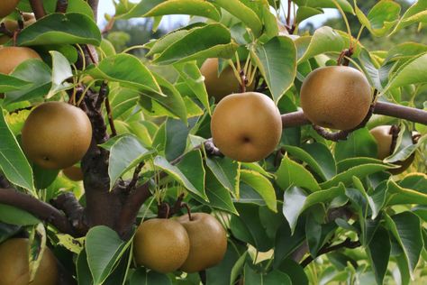 Asian Pears, Flowering Pear Tree, Plants Under Trees, Asian Pear, Start Of Winter, Pear Trees, Plant Diseases, Green Fruit, Apple Pear