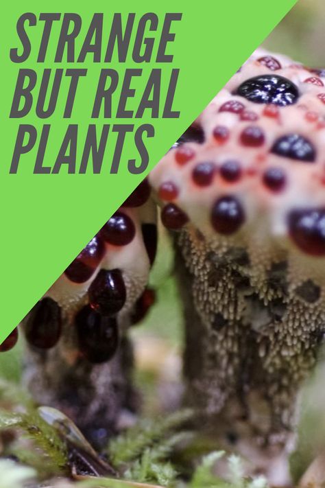 There are many strange plants out there, here are several of them that are odd. Weird House Plants, Odd Plants, Strange Plants, Alien Plants, Crazy Houses, Strange Flowers, Weird Plants, Unusual Plants, Real Plants