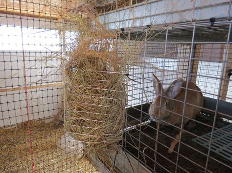 diy hay , bend cheap cooling rack Rabbit Village, Hay Rack, Rabbit Stuff, Starting A Farm, Hay Racks, Meat Rabbits, Rabbit Hay, Bunny Stuff, Hay Feeder