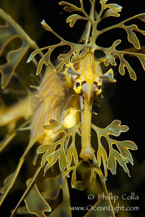 Camouflaged sea horse dragon Dragon Photography, Happy Alien, Leafy Seadragon, Horse Dragon, Dragon Anatomy, Leafy Sea Dragon, Sea Dragons, Ocean Beauty, Sea Horses