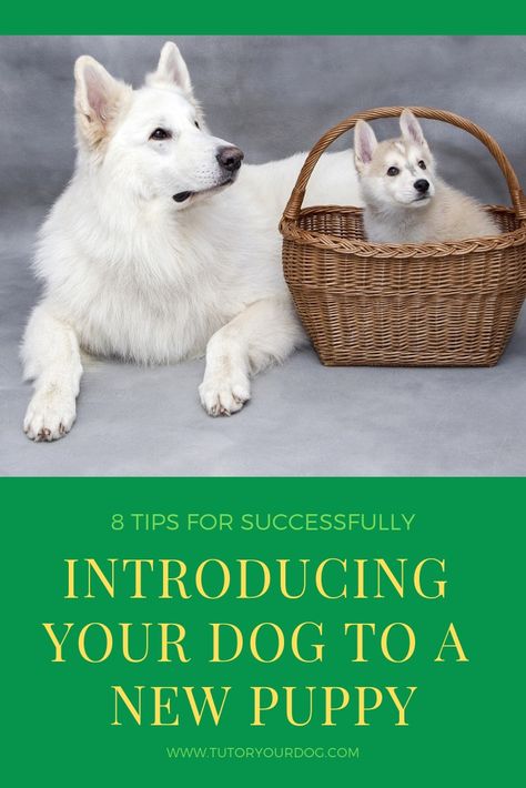 Bringing home a new puppy is exciting but your current dog may not be thrilled with the idea at first. It is very important for the first introduction between your current dog and your new puppy to go smoothly.  Click through to read our tips for introducing your dog to a new puppy. #bringinghomeanewpuppy #howtointroduceyourdogtoapuppy Guard Dog Training, Dog Behaviorist, Easiest Dogs To Train, Dog Training Advice, Dog Brain, Training Your Puppy, Puppies Funny, Dog Training Obedience, Guard Dogs