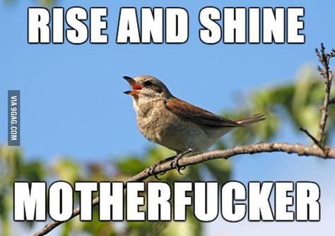 Rise and shine Rise And Shine Meme, Funny Bird Pictures, Faith Sayings, Quotes Good Morning, Truths Feelings, Meaningful Love Quotes, Morning Funny, Friendship Humor, Good Morning Funny