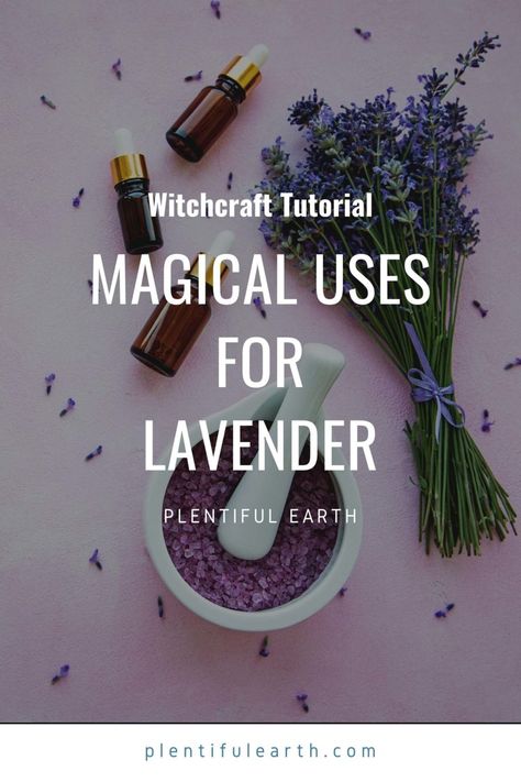 Magical Properties Of Lavender, Lavender Magical Properties, Lavender Properties, Wicca Rituals, Pagan Kitchen, Lavender Uses, Lavender Perfume, Witch Tips, Diluting Essential Oils