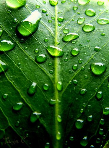 Verde Smeraldo, Board Inspiration, Water Droplets, Green Nature, Foto Inspiration, Natural Forms, World Of Color, Green Leaf, Water Drops