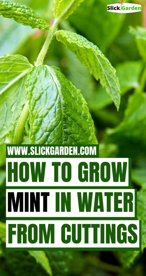 Grow Mint In Water, Growing Mint In Water, How To Grow Mint In Water, Mint In Water, Growing Mint Indoors, How To Grow Mint, Growing Herbs At Home, Grow Mint, Growing Spinach