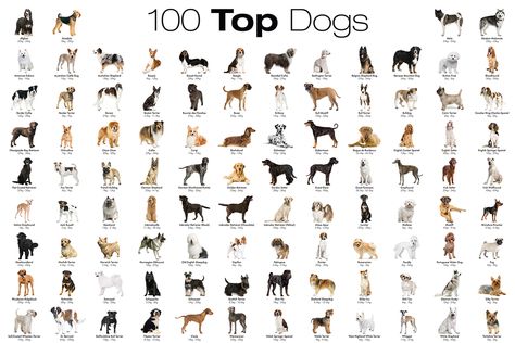 Most Popular Dog Names, Dog Breed Poster, Dog Breeds Chart, Popular Dog Names, Most Beautiful Dog Breeds, Dog Breed Names, Best Puppy Names, Dog Breeds List, All Breeds Of Dogs