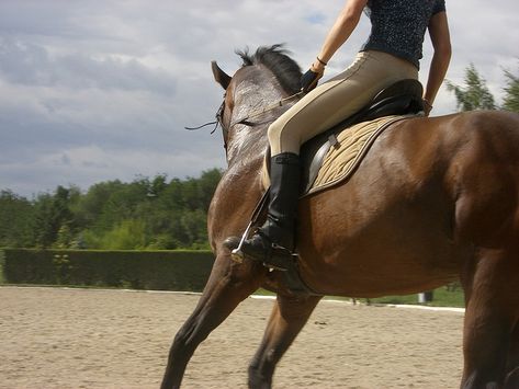 Other Horse Riding places near Chamonix Mont Blanc Hours Riding, Horse With Rider, Horse Riding Quotes, Horses And Dogs, All The Pretty Horses, Equestrian Life, Equine Photography, Horse Life, Horse Photos