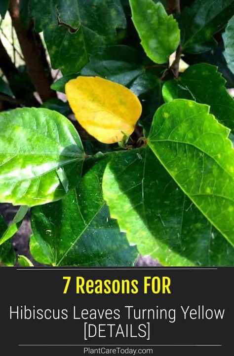 Hibiscus Leaves Turning Yellow? We share 7 reasons for this common problem. WHAT is your Hibiscus plant is telling you? [DETAILS] Hibiscus Garden Ideas, Hibiscus Plant Landscape, Hibiscus Care, Hibiscus Plant Care, How To Harvest Hibiscus Seeds, Hibiscus Tree Care, Hibiscus Fertilizer, Hibiscus Leaves Turning Yellow, Hibiscus Varieties