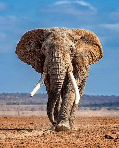 African Elephant Photography, African Elephant Art, Male Elephant, Elephant Clothes, Comedy Wildlife Photography, African Bush Elephant, Bull Elephant, Elephant Photography, Elephant Pictures