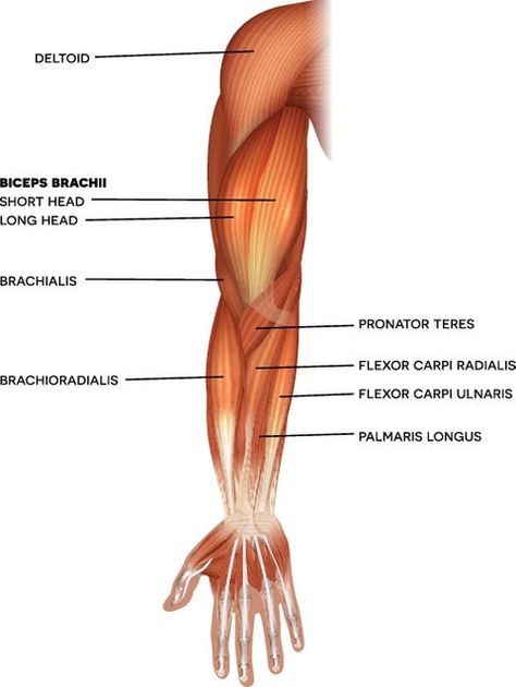 How to Train the Brachioradialis Muscle for Arm Strength and Size Muscles Of The Hand, Leg And Back Workout, Dumbbell Bicep Curl, Bigger Biceps, Reverse Curls, Bright Illustration, Muscle System, Biceps Brachii, Push Workout