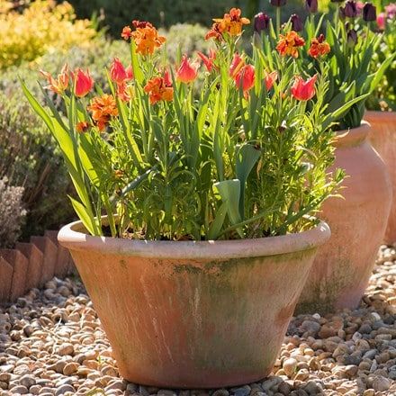 Terra Cotta Pots Garden, Large Terracotta Pots, Large Flower Pots, Terracotta Plant Pots, Alpine Plants, Gravel Garden, Flower Pots Outdoor, Terracotta Pot, Outdoor Pots