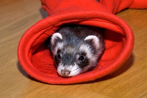 Ferrets need plenty of enrichment and stimulation else they get bored. Check out these DIY ferret toys you can make today. Ferret Cage Ideas Homemade, Diy Ferret Stuff, Ferret Playpen, Ferret Care, Ferret Stuff, Ferret Toys, Ferrets Care, Ferret Cage, Wiffle Ball