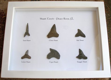 Shark Tooth Display, Fossil Display, History Decor, Sharks Teeth, Gothic Interior, Teeth Art, Peace River, Tiger Shark, Quirky Decor