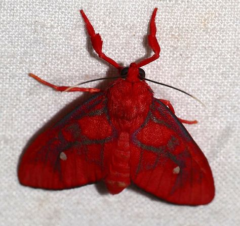 Most Beautiful Moths, Red Moth Aesthetic, Cerise Moth, Different Moths, Moth Types, Arctiid Moth, Moth Fluffy, Cool Moths, Moth Pfp