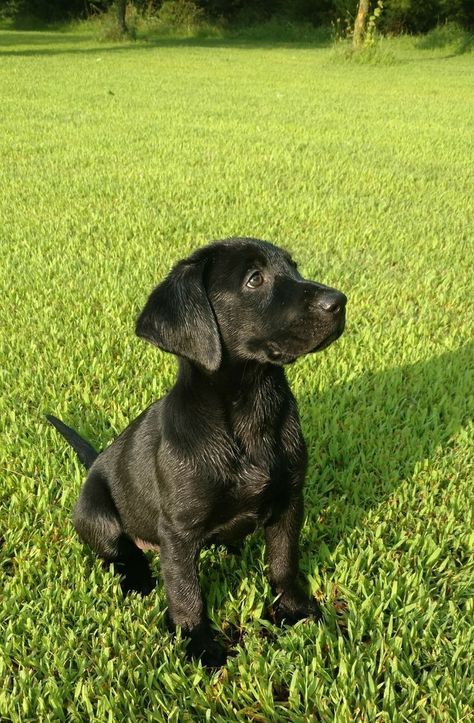 Can Guide Dogs Be Black? (Reason & Answer Explained) | Dog Facts Labrador Nero, Black Dogs Breeds, Labrador Retriever Black, Labrador Noir, Black Labs Dogs, Black Labrador Dog, Black Puppy, Dog Mommy, Black Labrador Retriever