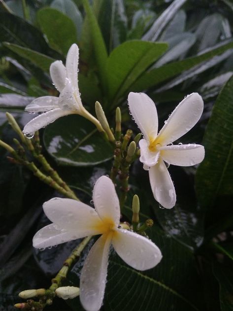 sundaraman iyer mobile photography 2021 Flower Mobile, After Rain, No Rain No Flowers, Mobile Photography, Photography Portfolio, Rainy Day, Free Photos, White Flowers, Road