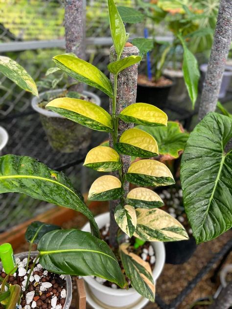 Monstera Peru Variegated, Monstera Peru, Plant Room, Airbnb Promotion, Plant Fungus, Inside Plants, House Plants Indoor, Green House, Rare Plants