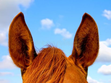 Horse's ears. The horse's ears against the sky , #Affiliate, #ears, #Horse, #sky, #horse #ad Horse Ears Drawing, Horses Ears, Horse Eye, Between The Ears Of A Horse, Behind The Ears Horse, Horse Reference Photos Head, Horse Head Photography, Horse Photography Art, Horse Ear Bonnet