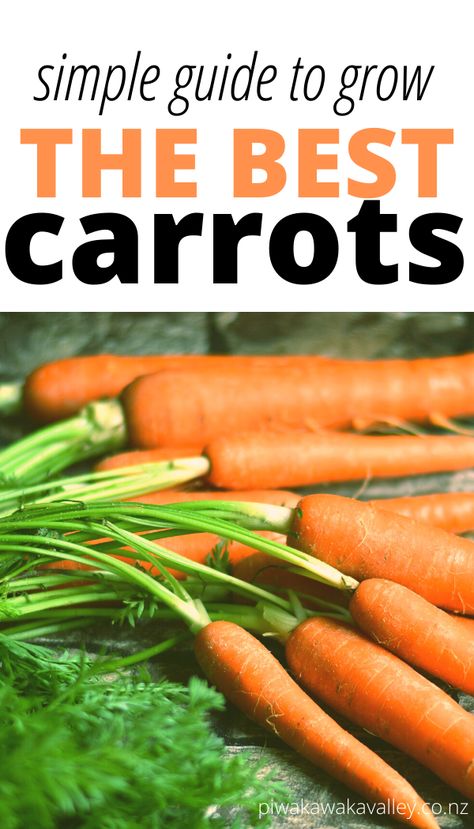 Growing Carrots In Raised Beds, Planting Carrots From Seed, Carrots Growing, Carrots Garden, Veg Growing, Canning Garden, Fruit Planting, Grow Carrots, Carrot Gardening