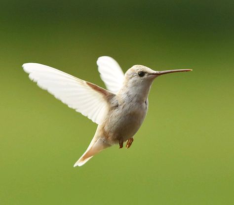 Hummingbird Aesthetic, White Hummingbird, Wild Animals Photography, White Birds, Albino Animals, Ruby Throated Hummingbird, Animal Reference, Sculpture Projects, Amazing Images