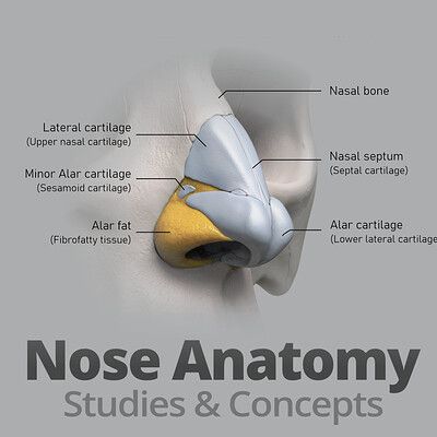 ArtStation - Anatomy Studies , Gusztav Velicsek Nose Drawings, Nose Anatomy, Nose Structure, Draw Nose, Face Planes, Human Anatomy Study, Animated Anatomy, Artistic Anatomy, Art Teacher Resources