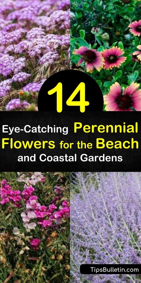 14 Eye-Catching Perennial Flowers for the Beach and Coastal Gardens Beach Garden Design, Coastal Landscaping Ideas, Beach House Landscaping, Coastal Landscaping, Russian Sage, Coastal Garden, Florida Landscaping, Attract Hummingbirds, Seaside Garden