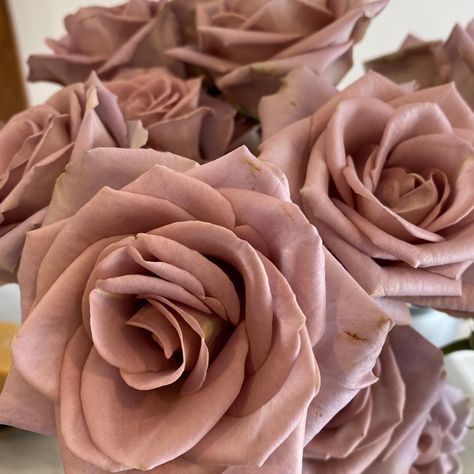 Toffee Rose, Pink Tea Rose, Amnesia Rose, Romantic Antike Rose, Plush Pink Roses, Pink, Flowers, Plants, Instagram