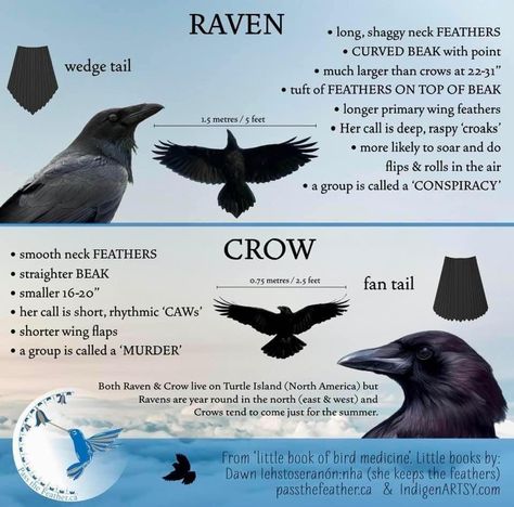 Crow Facts, Crow Spirit Animal, Animal Spirit Guides, Witchcraft Spell Books, Animal Symbolism, Crows Ravens, Animal Facts, Kraken, Crows