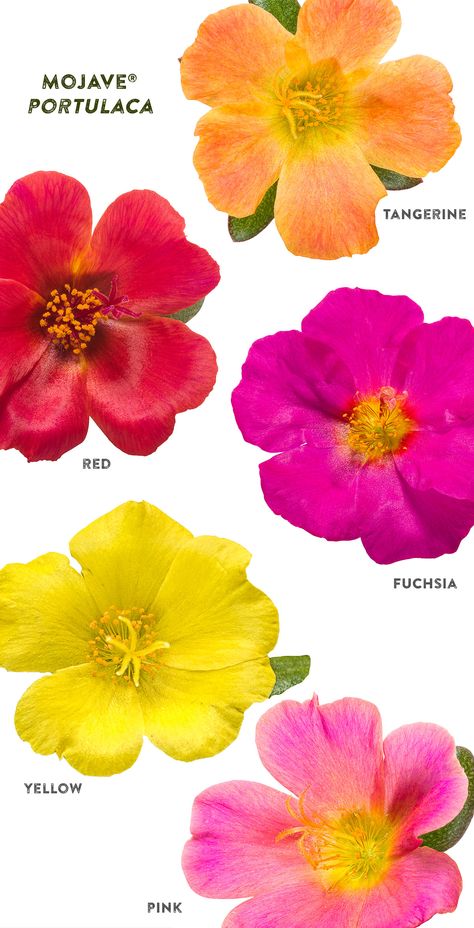 Portulaca Flowers, Portulaca Grandiflora, Flower Growing, Desert Southwest, Dry Heat, Bees And Butterflies, Ground Cover Plants, Summer Plants, Garden Containers