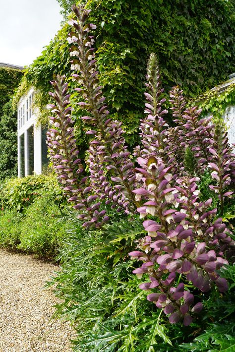 Acanthus Spinosus grew well in Bradwall border; Acanthus Mollis was invasive and never flowered Acanthus Mollis, Acanthus Flower, Acanthus Mollis Garden, Acanthus Spinosus, Acanthus Hungaricus, Centranthus Ruber Albus, Agastache Foeniculum, Small House Garden, Enkianthus Campanulatus