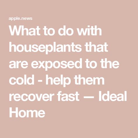 What to do with houseplants that are exposed to the cold - help them recover fast — Ideal Home Ideal Home, House Plants, Plants