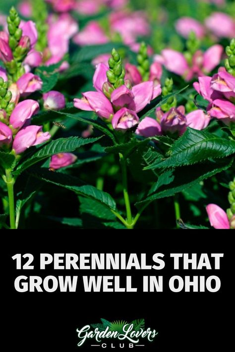 Depending on where you live in Ohio, you may be in growing zones 5 or 6. Using native perennials helps to ensure that you run into fewer problems with insects and diseases. There are fantastic native perennials that thrive in Ohio, but you consider the amount of water, light, and soil type that these plants need so that you pick the right plants for your specific location. Ohio Planting Guide, Ohio Perrenial Flowers, Flowers Native To Ohio, Ohio Flower Beds, Ohio Native Flower Garden, Northeast Ohio Gardening, Native Ohio Flowers, Ohio Native Flowers, Ohio Flower Garden