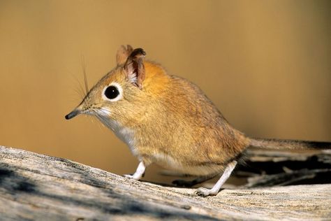 Elephant Shrew, Spider Species, Leopard Tortoise, Small Mammals, Earthworms, Cutest Animals, Rare Animals, African Wildlife, Cute Elephant