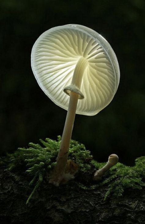 #herfst #zwammen #autumn #fungus Glowing Mushrooms, Lichen Moss, Mushroom Fungi, Forest Floor, Science And Nature, In The Woods, Amazing Nature, Botany, Nature Beauty