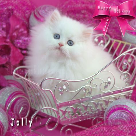 Teacup Kittens For Sale, Teacup Persian Cats, Cute White Cats, Persian Cat Doll Face, Teacup Persian Kittens, Chinchilla Persian, Teacup Kitten, White Persian Kittens, Kitten Quotes