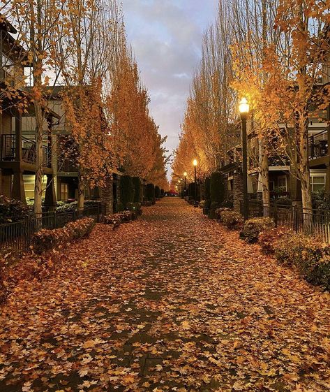 Oregon Aesthetic House, Autumn Nostalgia Aesthetic, Oregon Aesthetic Wallpaper, Oregon Fall Aesthetic, Oregon House Aesthetic, Oregon In The Fall, Fall In Oregon, Eugene Oregon Aesthetic, Portland Oregon Fall