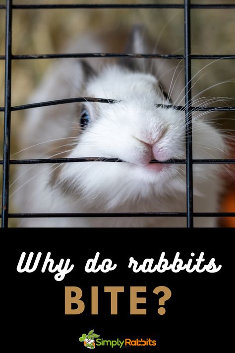 Pet Rabbit Care, Rabbit Breeds, Rabbit Care, Eat Fruit, Pet Rabbit, Rabbits