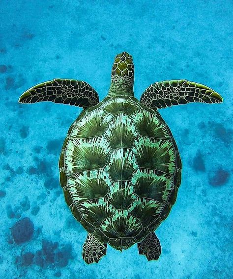 Sea Turtles Photography, Sea Turtle Pictures, Sea Turtle Painting, Turtle Images, Baby Sea Turtles, Turtle Drawing, Sea Turtle Art, Painting References, Animals Photography