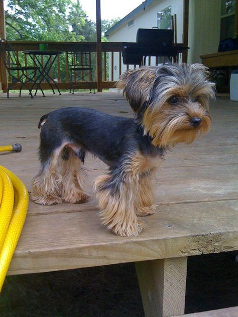 20+ Pictures Yorkie Haircuts & Yorkie Hair Styles To Try Right Now Yorkie Cuts, Yorkie Hairstyles, Yorkie Haircuts, Yorkshire Terrier Haircut, Top Dog Breeds, Dog Haircuts, Yorkie Terrier, Dog Cuts, Yorkie Poo