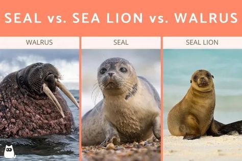 Seal vs. Sea Lion vs. Walrus - Differences & Characteristics With Photos Taxonomic Classification, Sea Dog, Fur Seal, Marine Mammals, Sea Lion, Animals Of The World, Ocean Life, Fun Science, Habitat