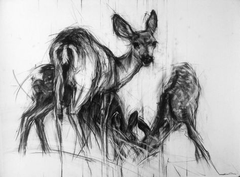 Black Tailed Doe With Fawns by April Coppini Strange Images, Inspiring Drawings, Artists Sketchbooks, Charcoal Sketches, Deer Drawing, Deer Illustration, Art Charcoal, Charcoal Drawings, Deer Art