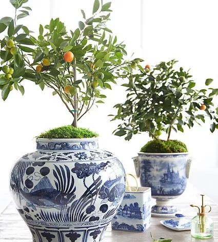 Chinoiserie Ginger Jars, Chinoiserie Vase, Chinoiserie Decorating, Mosquito Repelling Plants, Blue White Decor, Lane Furniture, Blue And White Vase, Chinoiserie Chic, White Vase