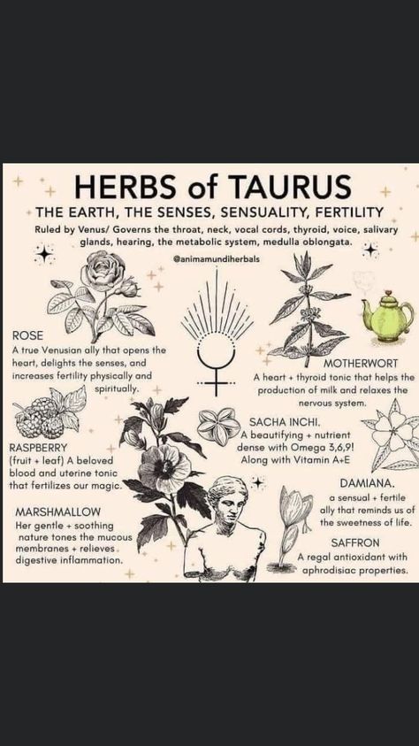 Herbalism Tattoo Ideas, Herbs For Taurus, Herbs Of Taurus, Taurus Herbs, Magickal Herbs, Witch Herbs, Medical Herbs, Green Witchcraft, Magic Herbs