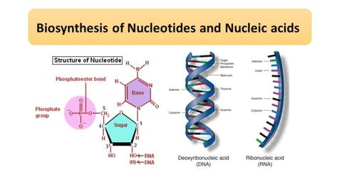 Biosynthesis of Nucleotides and Nucleic acids Biosynthesis of Nucleotides Nucleotides are composed of a cyclic nitrogenous base, a pentose sugar ... Read The post Biosynthesis of Nucleotides and Nucleic acids appeared first on Microbiology Notes. Nucleic Acid Structure, Food Microbiology, Microbiology Notes, Nitrogenous Base, Medical Microbiology, Biology Genetics, Krebs Cycle, Covalent Bonding, Nucleic Acid