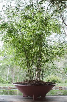 Bamboo In Pots, Japanese Garden Landscape, Bamboo Plant, Bamboo Garden, Garden Architecture, Garden Containers, Bamboo Plants, Have Inspiration, Garden Layout